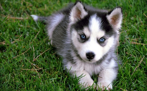 Σιβηρίας Husky-όμορφη-animal-εικόνες-θαυμάσια μπλε μάτια