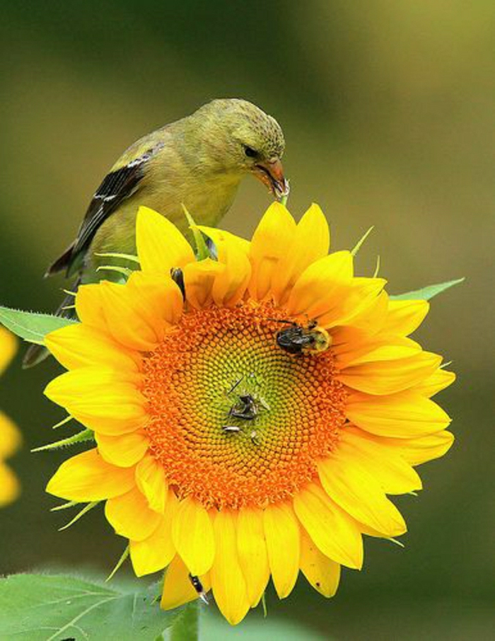 Suncokret Bee ptica zaslon priroda