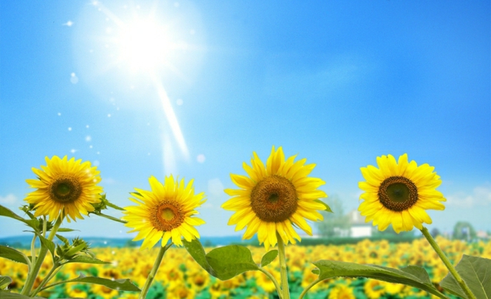 Слънчогледовите снимки-слънчев-славно-ярко слънце Сом синьото небе