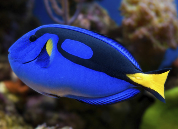 Tang Fish-színes-hal színes hal-szép-képek-cool tapéta hal - Képek