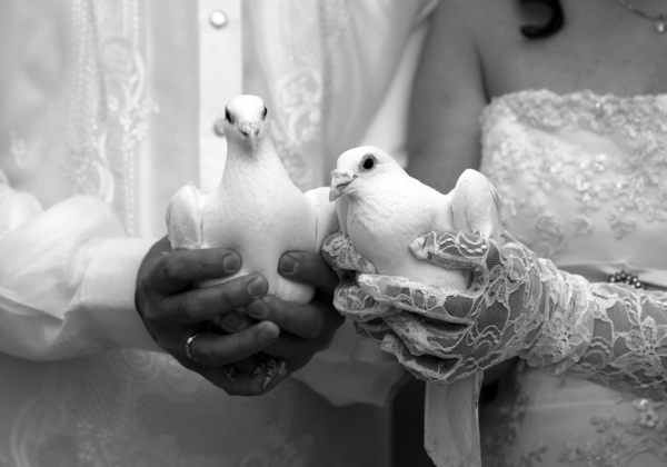 Pigeon младоженци традиция
