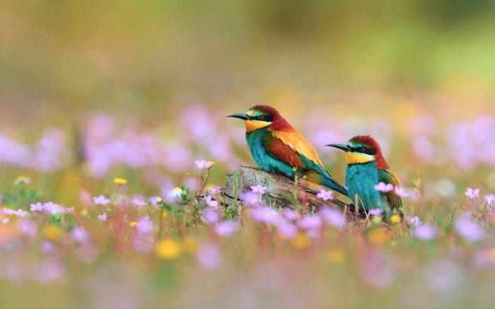 Oiseaux-de-uniques-look-and-plumes colorées