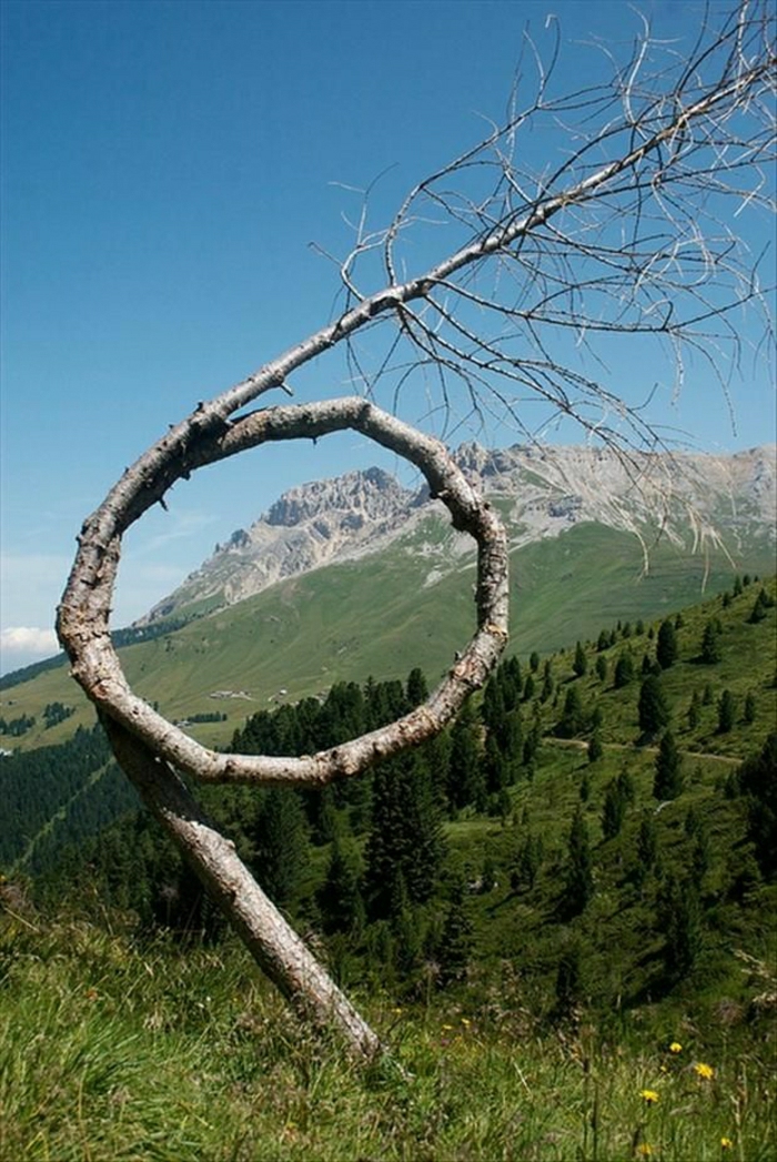 Wiese-loop stablo Priroda