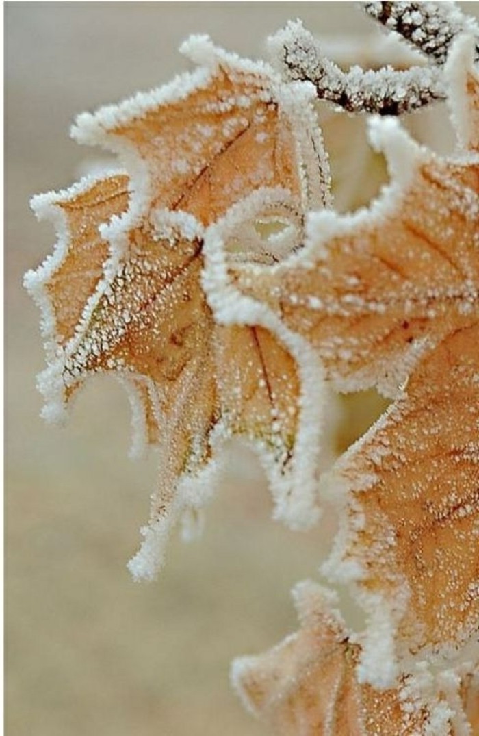 Zima zaslona Winterimpression Fotografija-zamrznuti lišće