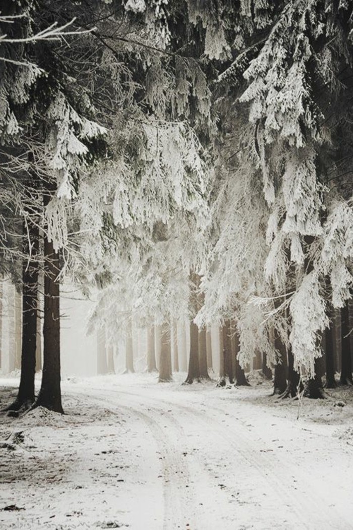 Winterimpression romantikus téli táj képek Forest Snow