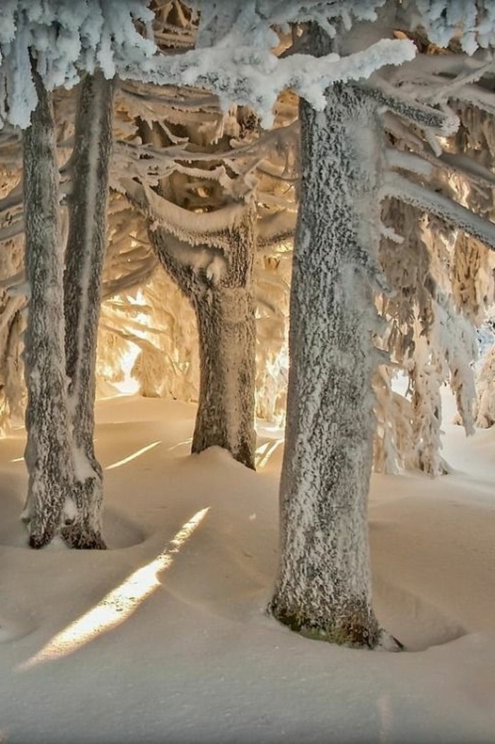 Зимен пейзаж снимки дървета, обхванат-с-сняг