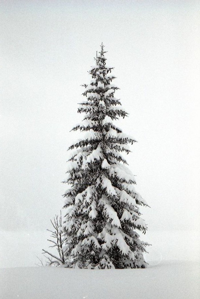 Зимен пейзаж картини-висока ела, покрита-с-сняг