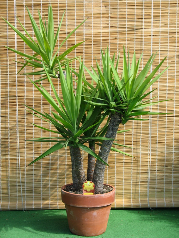 Yucca gloriosa-with-három szár