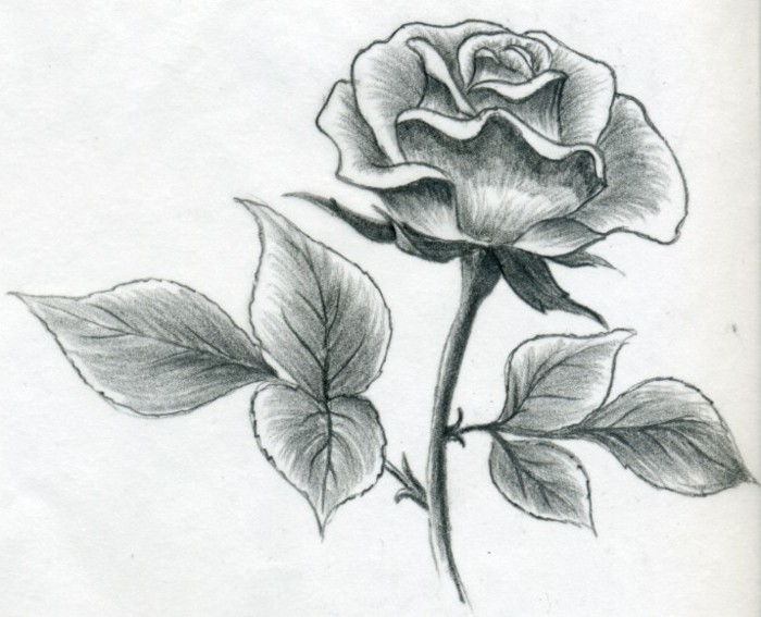 Draw-learn-with-kynä-a-Rose