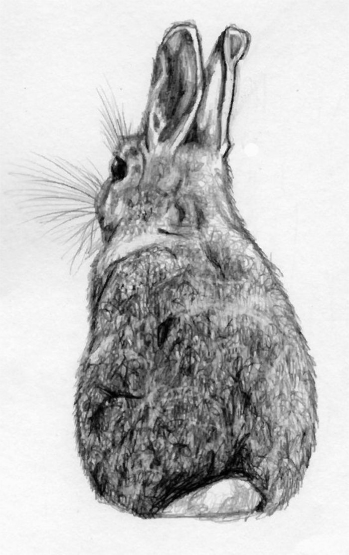 पेंसिल के साथ एक खरगोश के साथ -Drawings