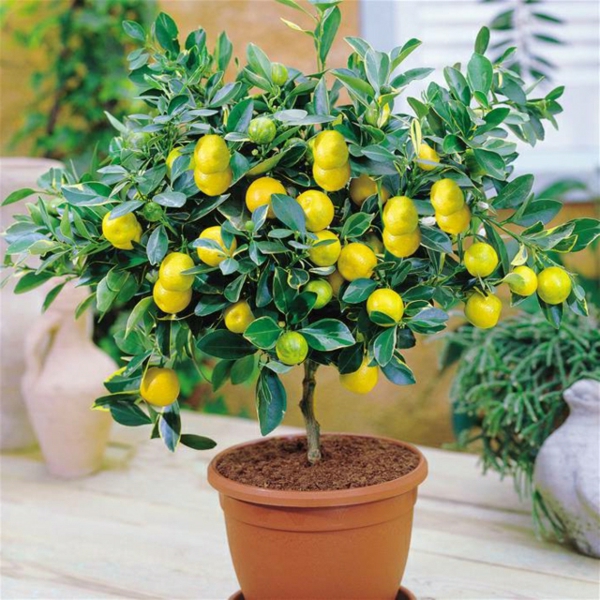 Цитрусови растения Постригване лимоново дърво стайни растения-свеж