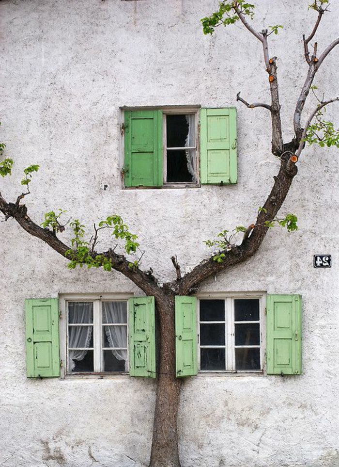 Árbol antiguo edificio de ventanas pequeñas-verde-persianas-Vintage