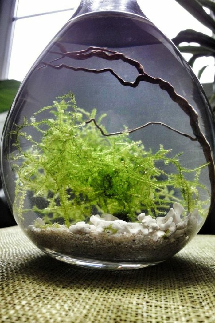 аквариум-крушовидна водорасли-Aste малък аквариум аквариум-направи-аквариум-комплект