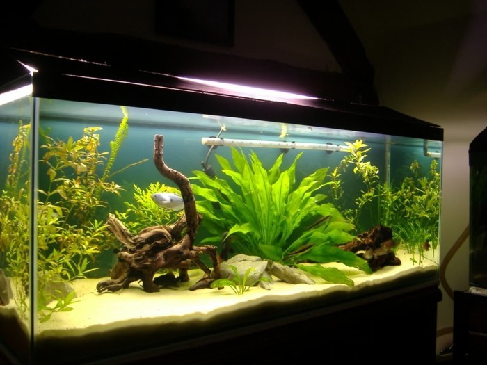 аквариум-деко-аквариум-дизайн-аквариум и за малки риби-аквариум-устройство