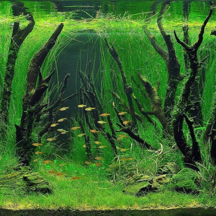 akvarij-deco-s vodom biljka biljnog aste-malih ribe pijeska-akvarij-uređaj