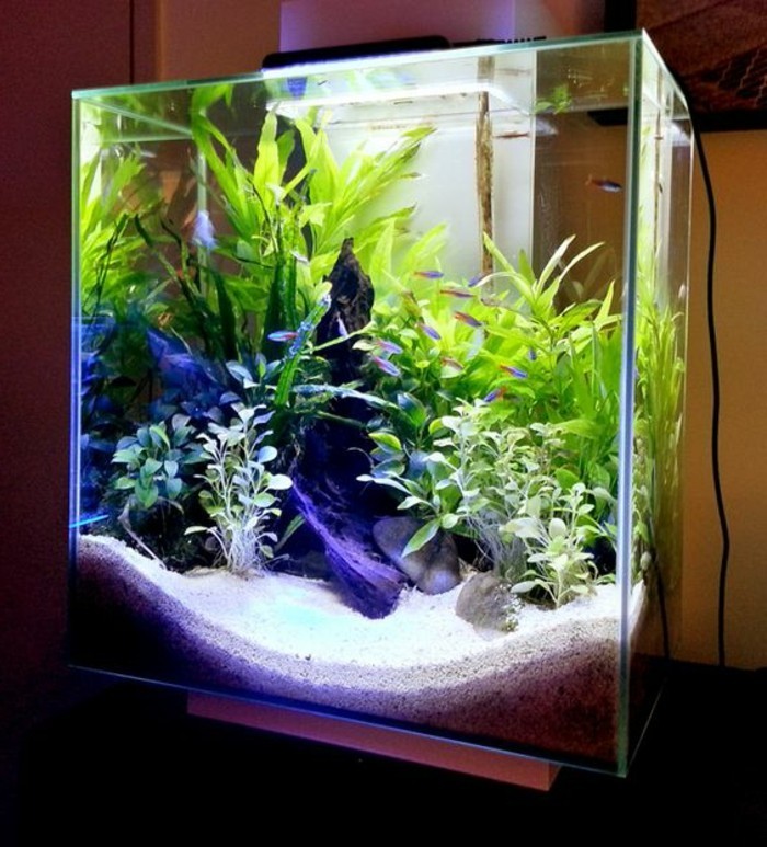 akvarij-uređaj uspostavi ideje akvarij-akvarij-dizajn-akvarij-riba