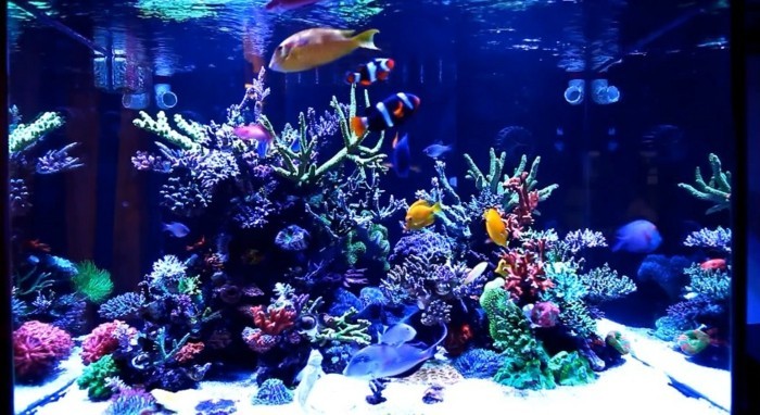 аквариум-аквариум грим устройство и за аквариуми с морска вода-вода риба coral-