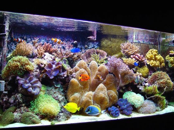 аквариум-устройство към Koralen-пясъчни-водорасли аквариум зададената