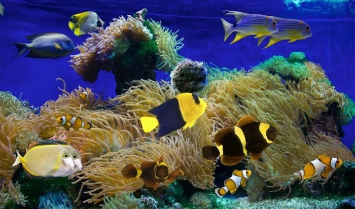 аквариум-за-малки екзотични риби Coral аквариум-дизайн-аквариум-деко