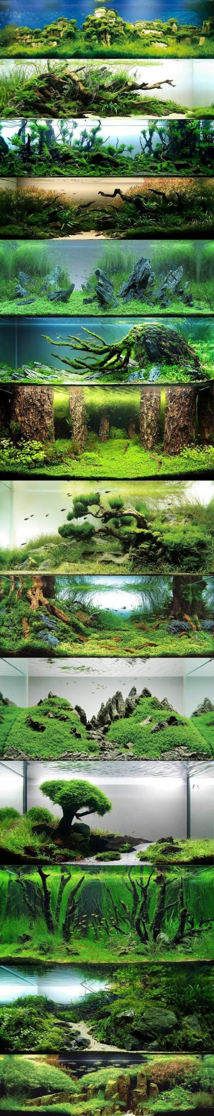 akvarij-dizajn-najbolje-ideje-foto kolaž-svijetu-s-voda-alge