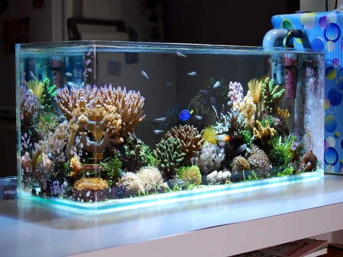 персонализирате коралов водорасли-малки риби-аквариум аквариум-дизайн-