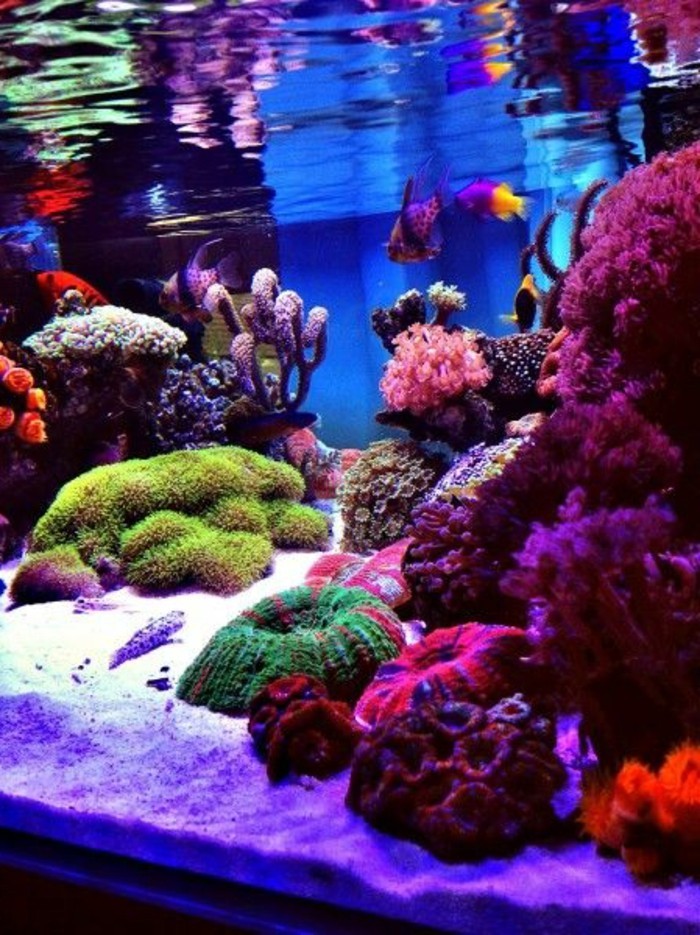 аквариум свършват морска вода аквариум свършват морски риболов-aqarium-с заграждения