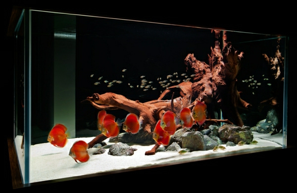 аквариум стая делител по-тъмен дизайн - интересен дизайн