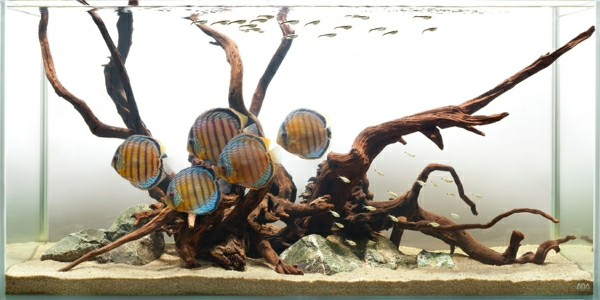аквариум-стайни разделители-интересен дизайн