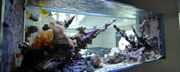 akvárium-térelválasztóként-kreatív nézd