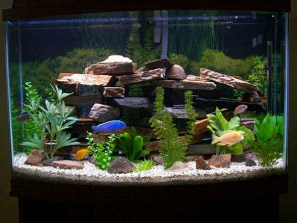 аквариум-стайни разделители черен фон