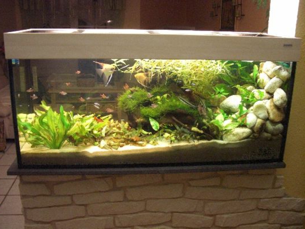 аквариум стая деликат каменна стена - много интересен поглед