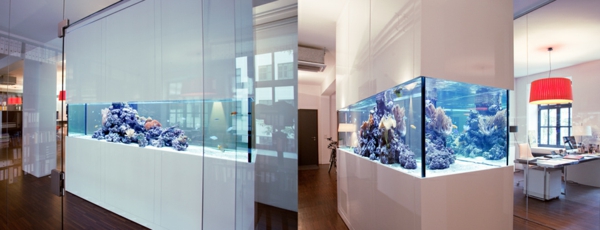 аквариум стая делител две снимки - много интересен поглед