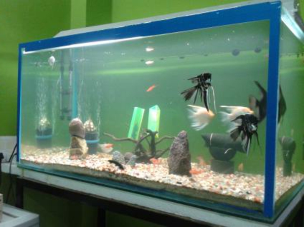 аквариум-маса-модерна със синя рамка