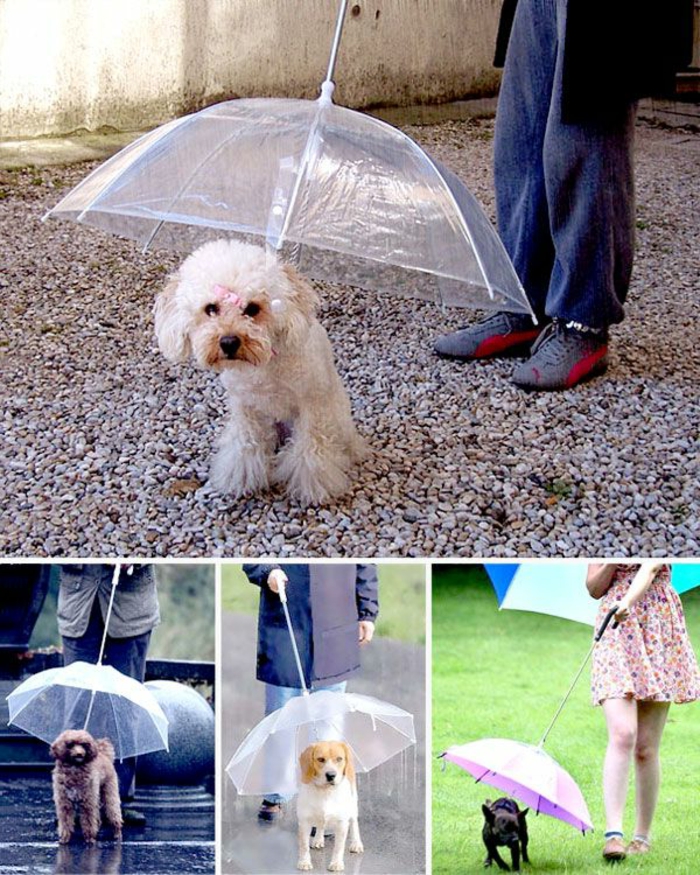 фантазия чадъри-малък красив-куче