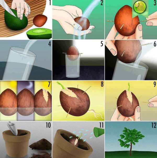 авокадо растителна употреба