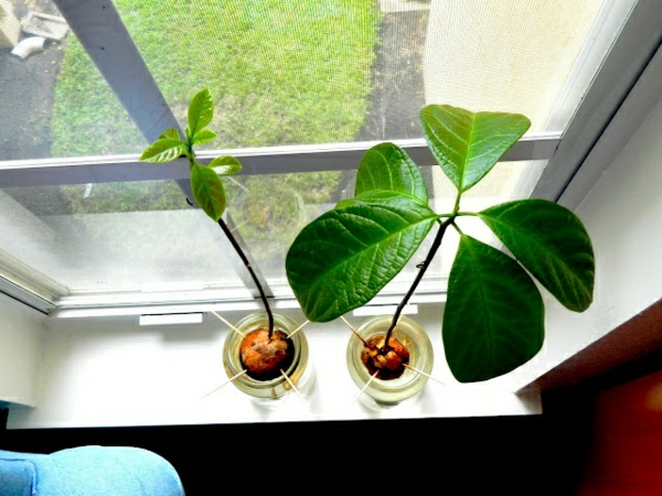 авокадо-растение-засаждане авокадо-градина