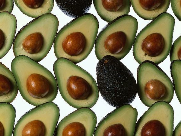 avocado-plant-avocados (2)