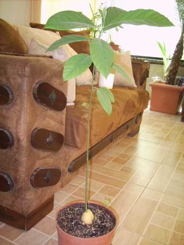 avokado-zasađena stabla-lonac