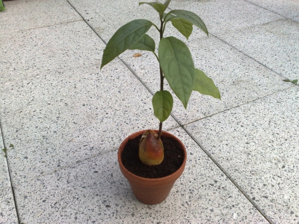 avokado-u-lonac-tropskom biljke za dom