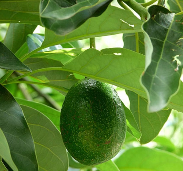 aguacate-evergreen-plants-with-early-persea americana