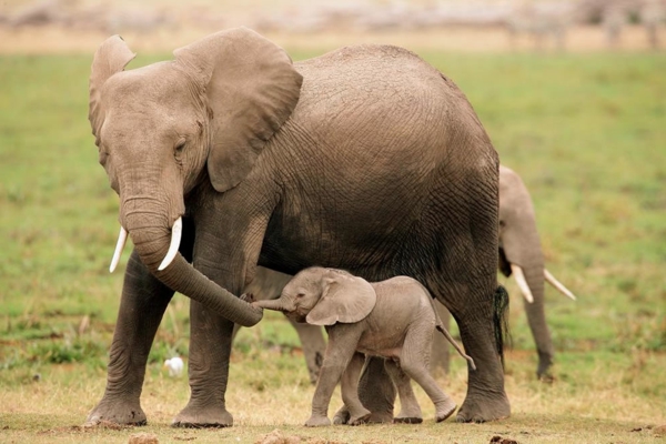 бебе-слон-годишният следващата най-майка-слон