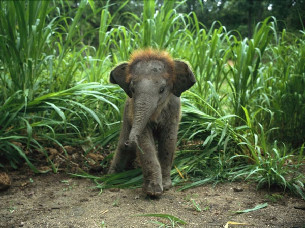 婴儿大象在最丛林极漂亮，自然照片