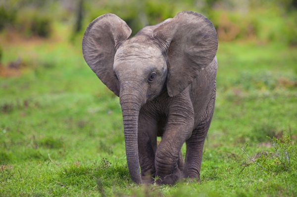 baby-éléphant-running-on-the-grass