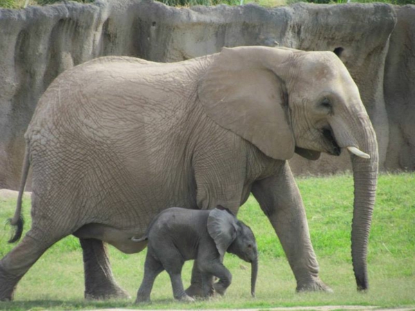 baby-éléphant next-court-sa-mère