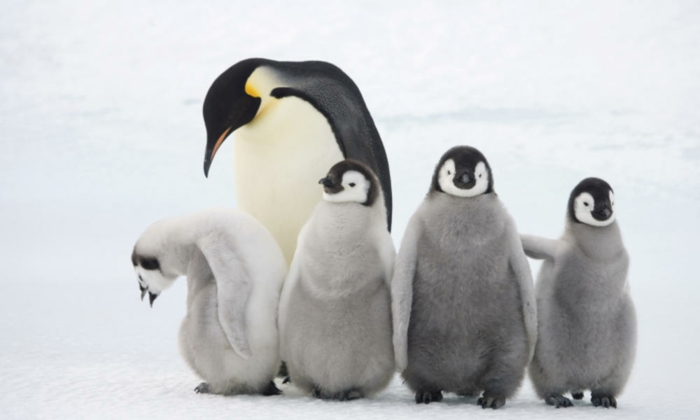 сладки пингвини майка с децата си, фантастични снимки на сладки животни, майката любов