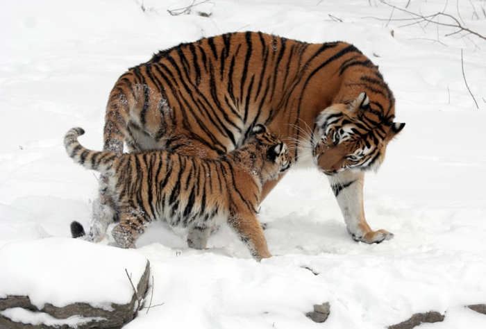 сладко животно бебе и майка си, майката любов в животинското царство, тигър бебе и майка