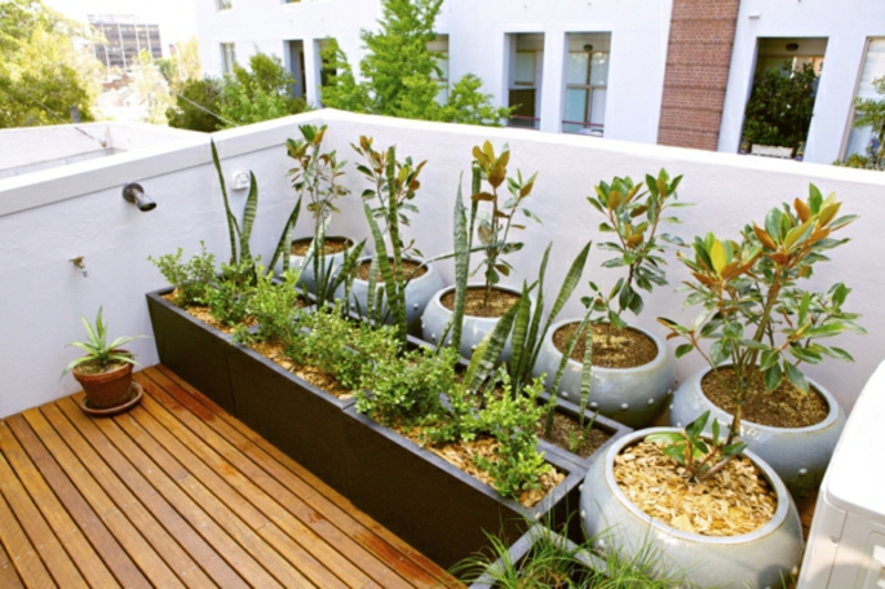 شرفة النباتات بارد نموذج من-شرفة العديد من النبات