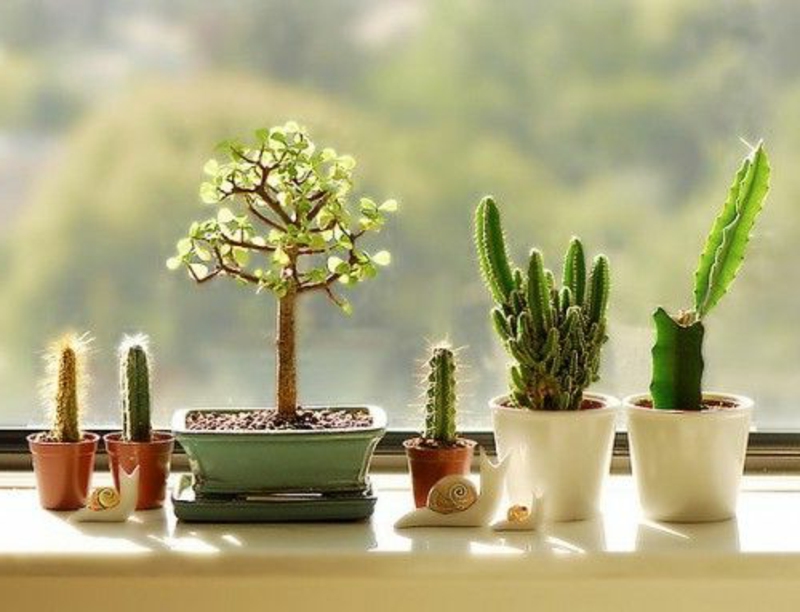 balkon-biljka-kaktus-u-lijepe-loncima