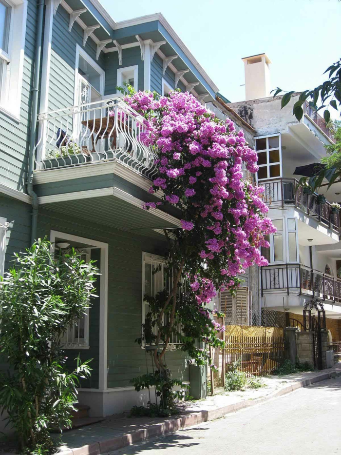 阳台，花紫色的花朵
