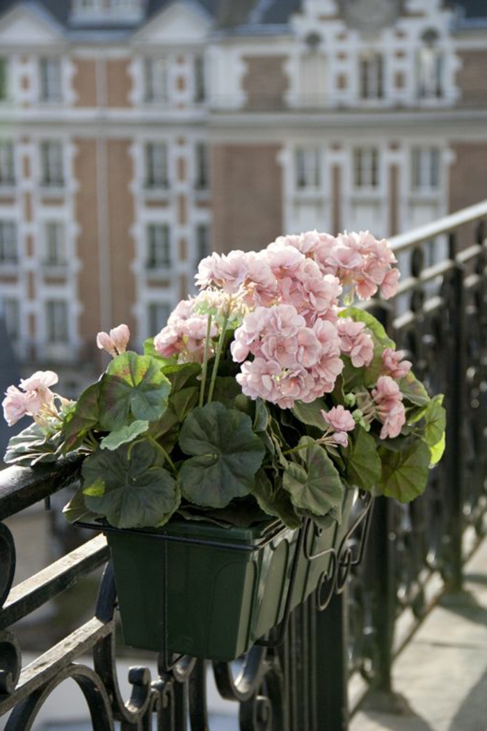 balkon-cvijeće-posige blijedo-nijansa